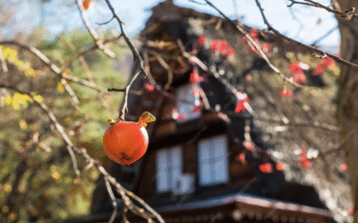 The History of Japan’s Autumn Harvest Festivals