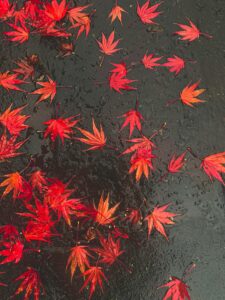 Momiji Gari Freedom Japanese Market