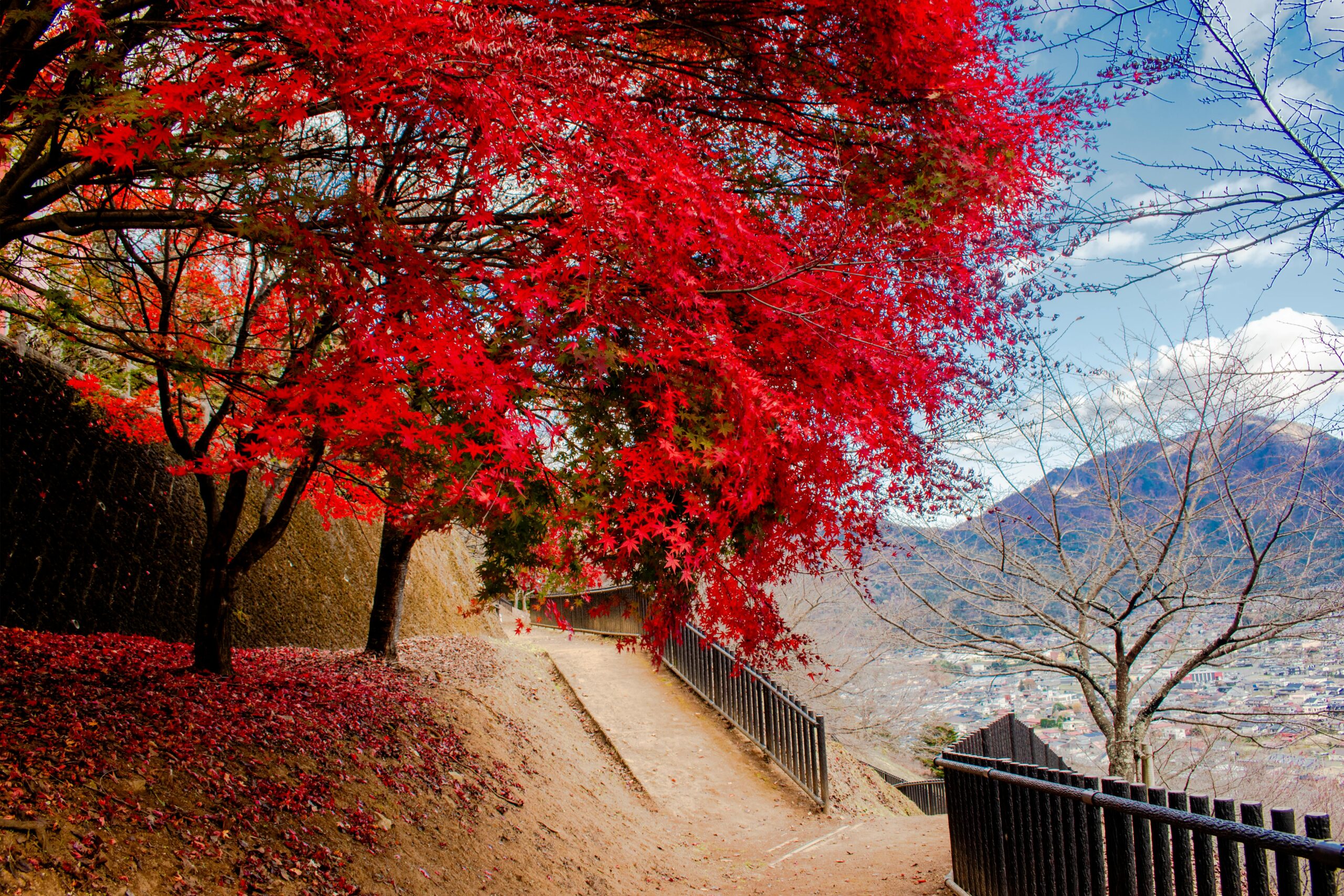 🍁 Momiji Season: Autumn Leaves and Seasonal Flavors in Japan