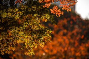 Changing colors of fall - Freedom Japanese Market