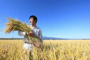 Harvest of rice in Japan