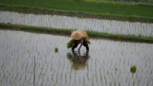 Japanese person planting rice in a field: FJM