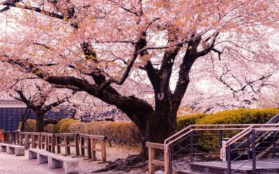 Hanami in Japan: Cherry Blossom Viewing & Spring Traditions