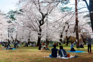 Hanami picnic scene