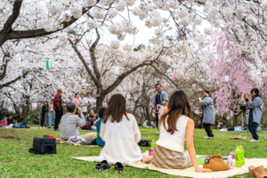 People enjoying hanami picnic under cherry blossoms